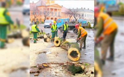 JKP “Čistoća” otpočela obnovu zelenila na Trgu Cara Lazara